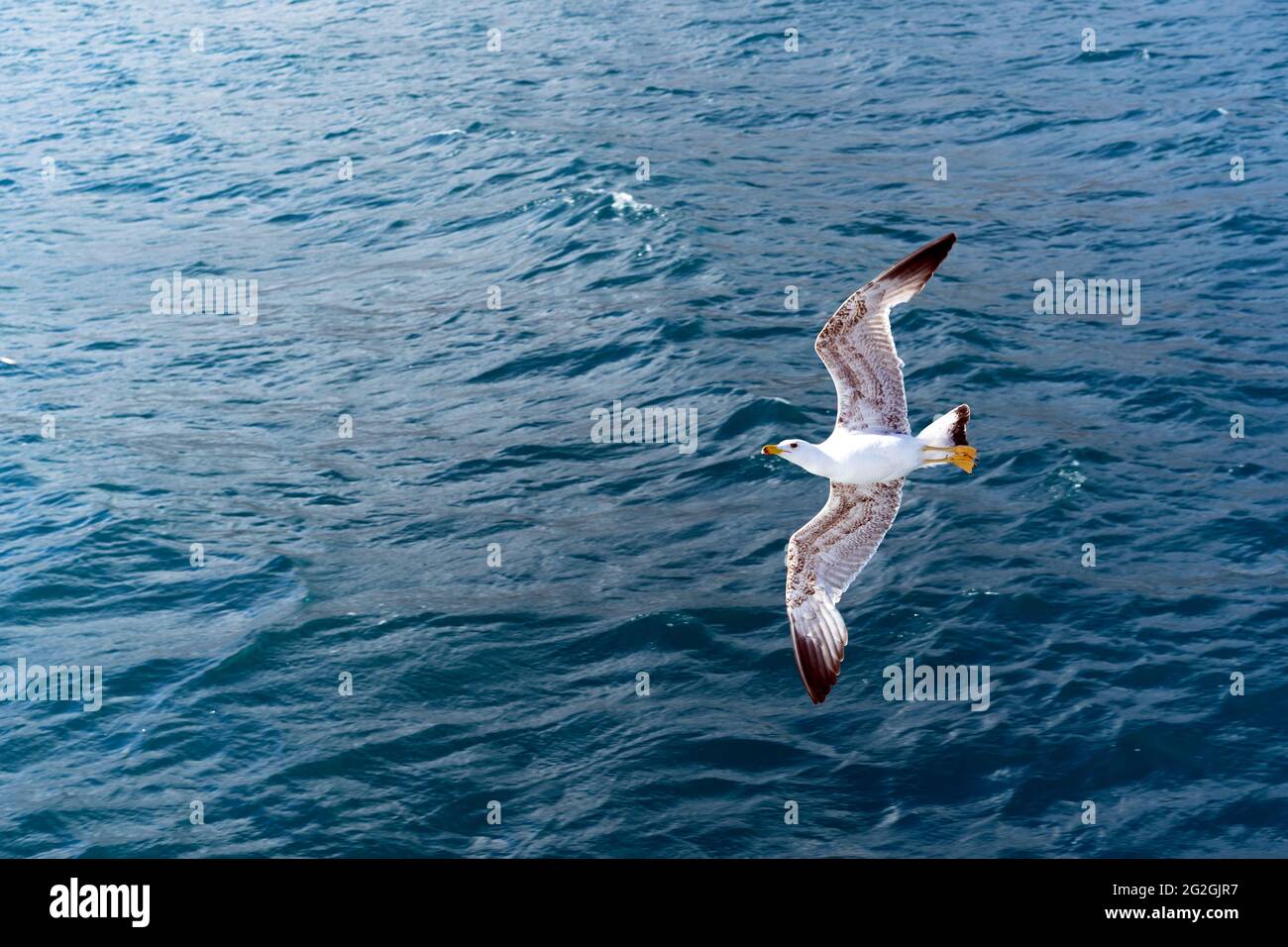 Gabbiano bianco volante sullo sfondo del mare blu Foto Stock