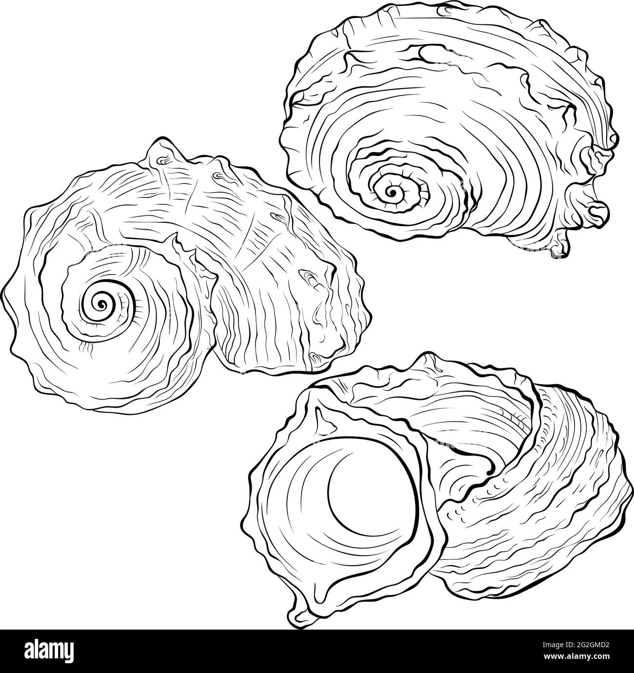 Conchiglia a spirale da diverse angolazioni linea ART Illustrazione Vettoriale