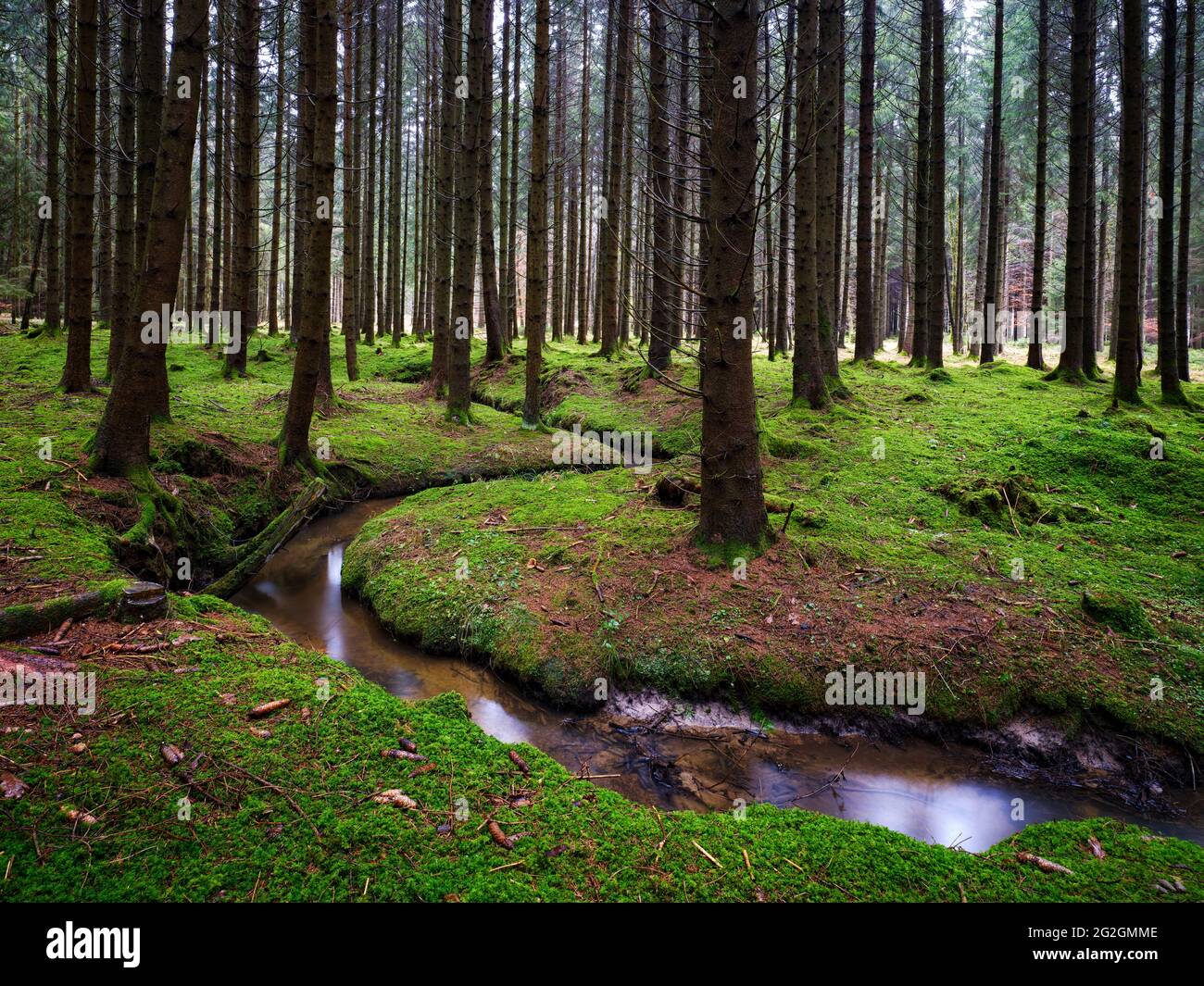 Le sorgenti di Schmutter, il Parco Naturale delle foreste occidentali di Augusta, Foto Stock