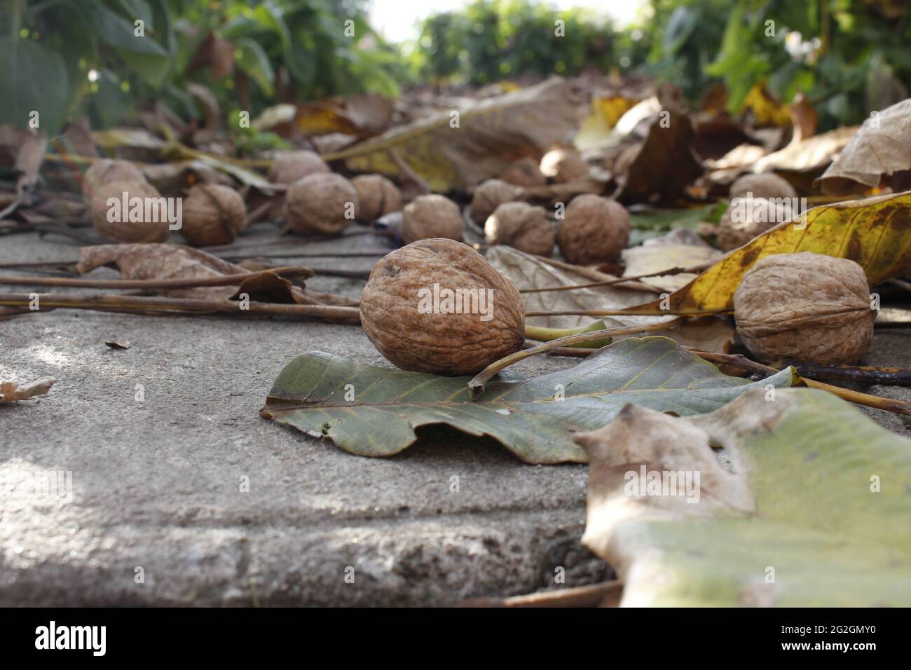 Noci caduti dall'albero a terra Foto Stock