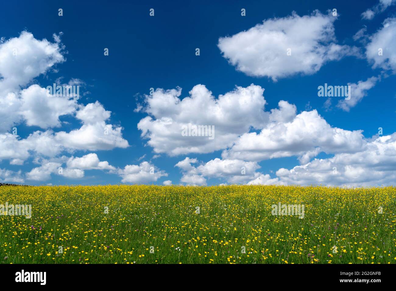 Prato di Wildflower sullo sfondo di cielo blu e nuvole bianche. Wensleydale, North Yorkshire, Regno Unito. Foto Stock