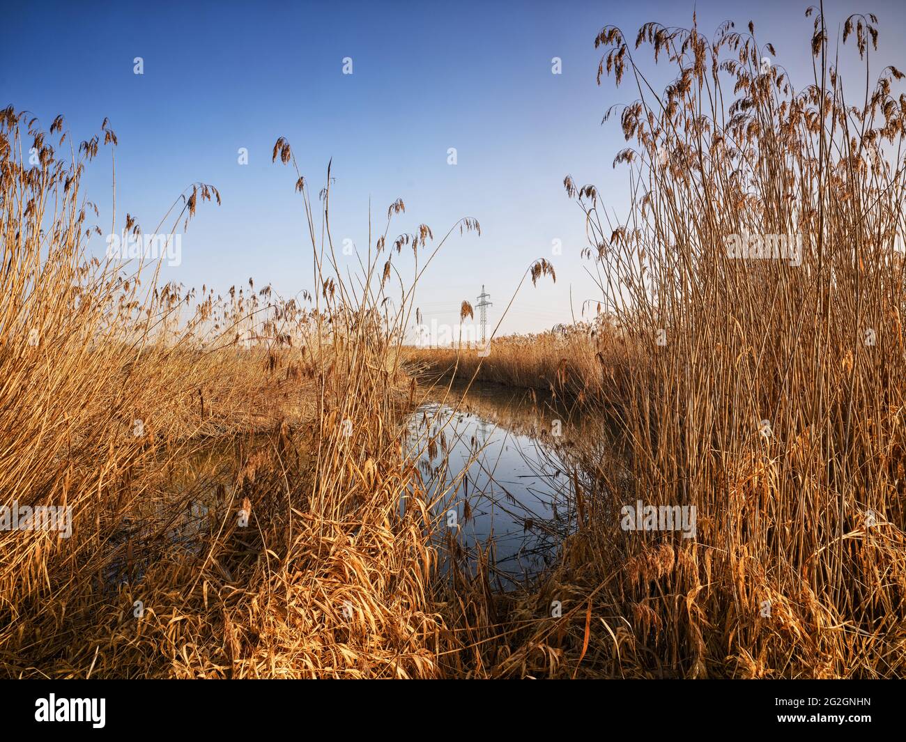 Vecchia curva del fiume nella cinghia di canna, Asbach-Bäumenheim, Foto Stock