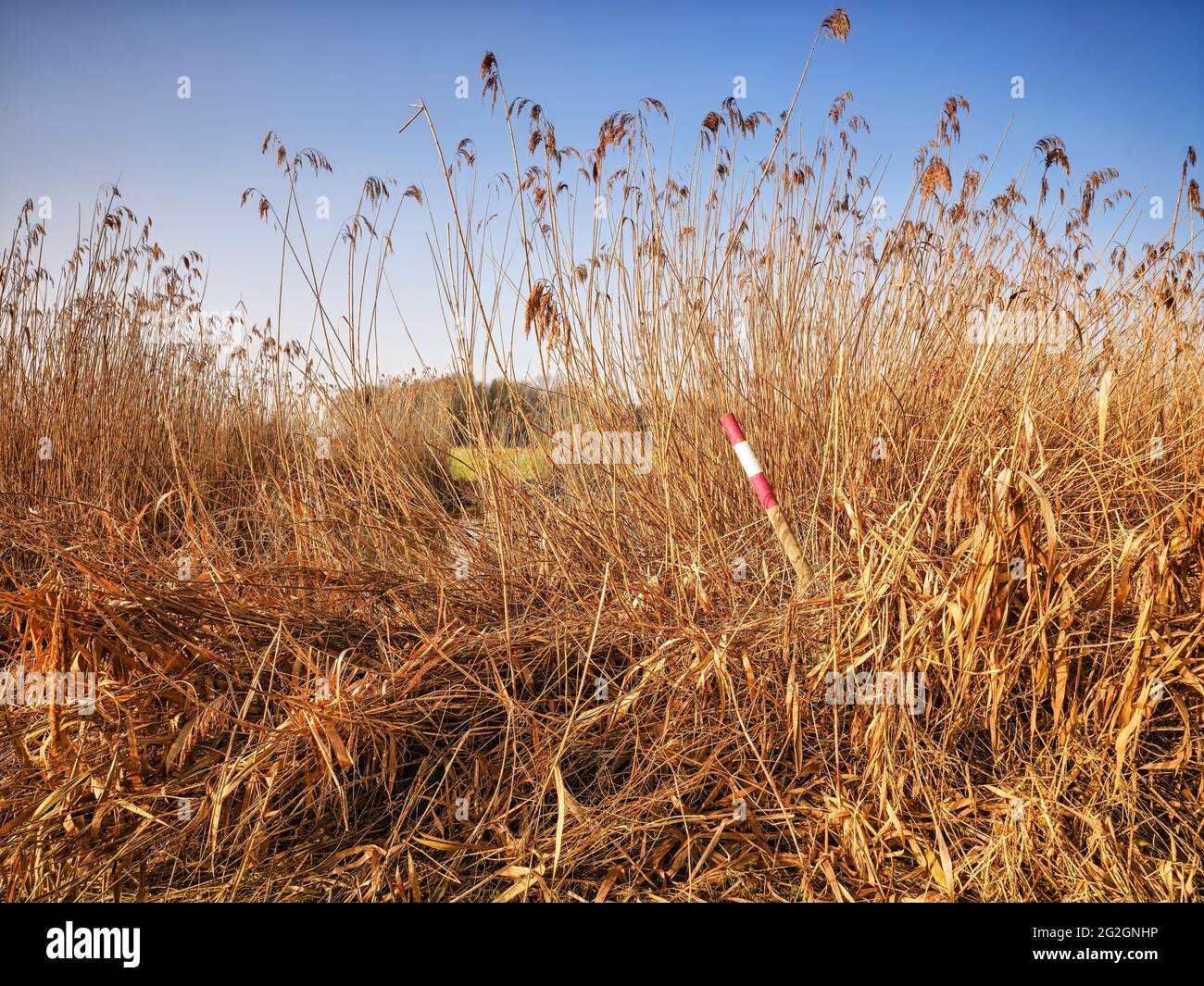 Vecchia curva del fiume nella cinghia di canna, Asbach-Bäumenheim, Foto Stock