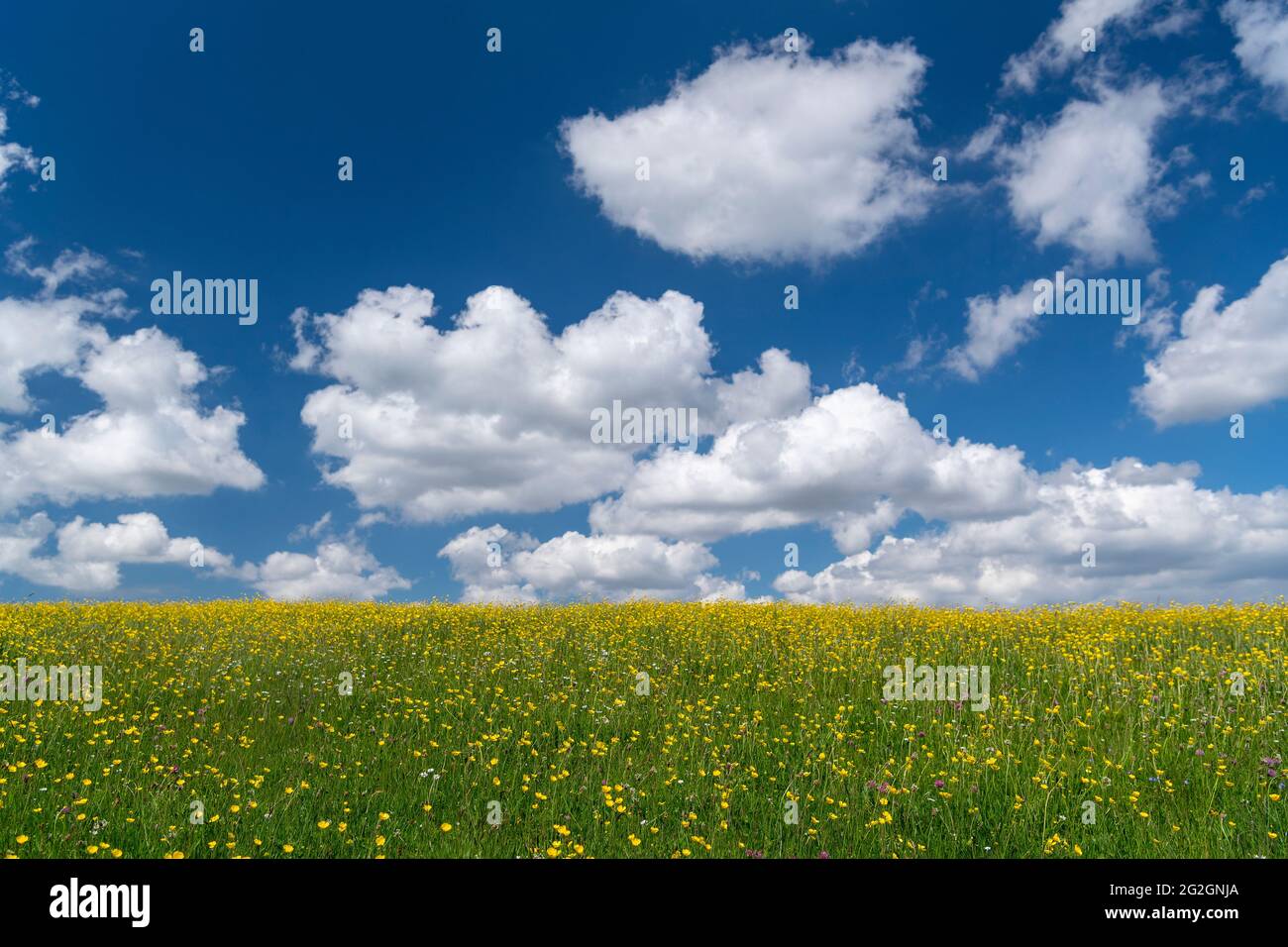 Prato di Wildflower sullo sfondo di cielo blu e nuvole bianche. Wensleydale, North Yorkshire, Regno Unito. Foto Stock