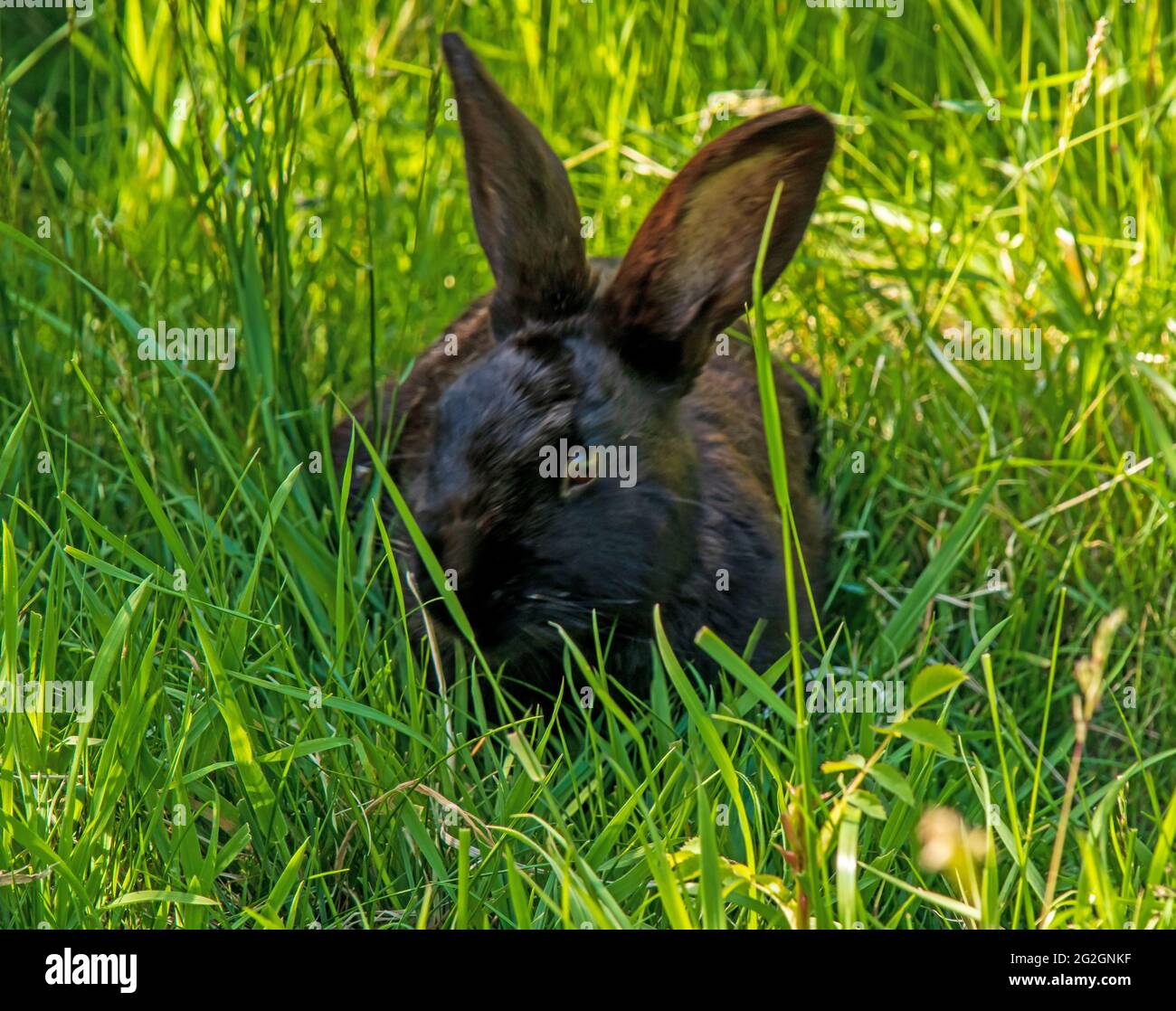 Coniglio nero in erba verde alta, contatto con gli occhi, primo piano, giornata di sole. Foto Stock