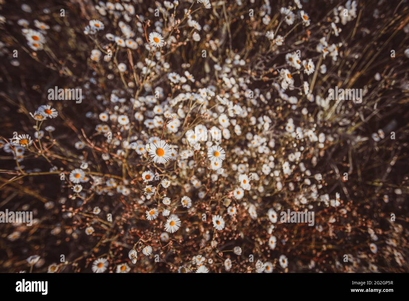 Autunno erba selvaggia e fiori bianchi margherita su un prato Foto Stock