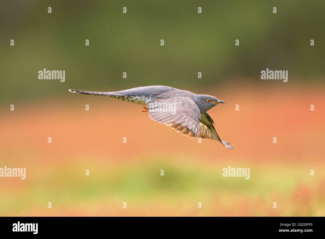 Il cuculo comune è un membro del cuculo ordine di uccelli, Cuculiformes, che include il roadrunners, l'anis e la coucals. Foto Stock