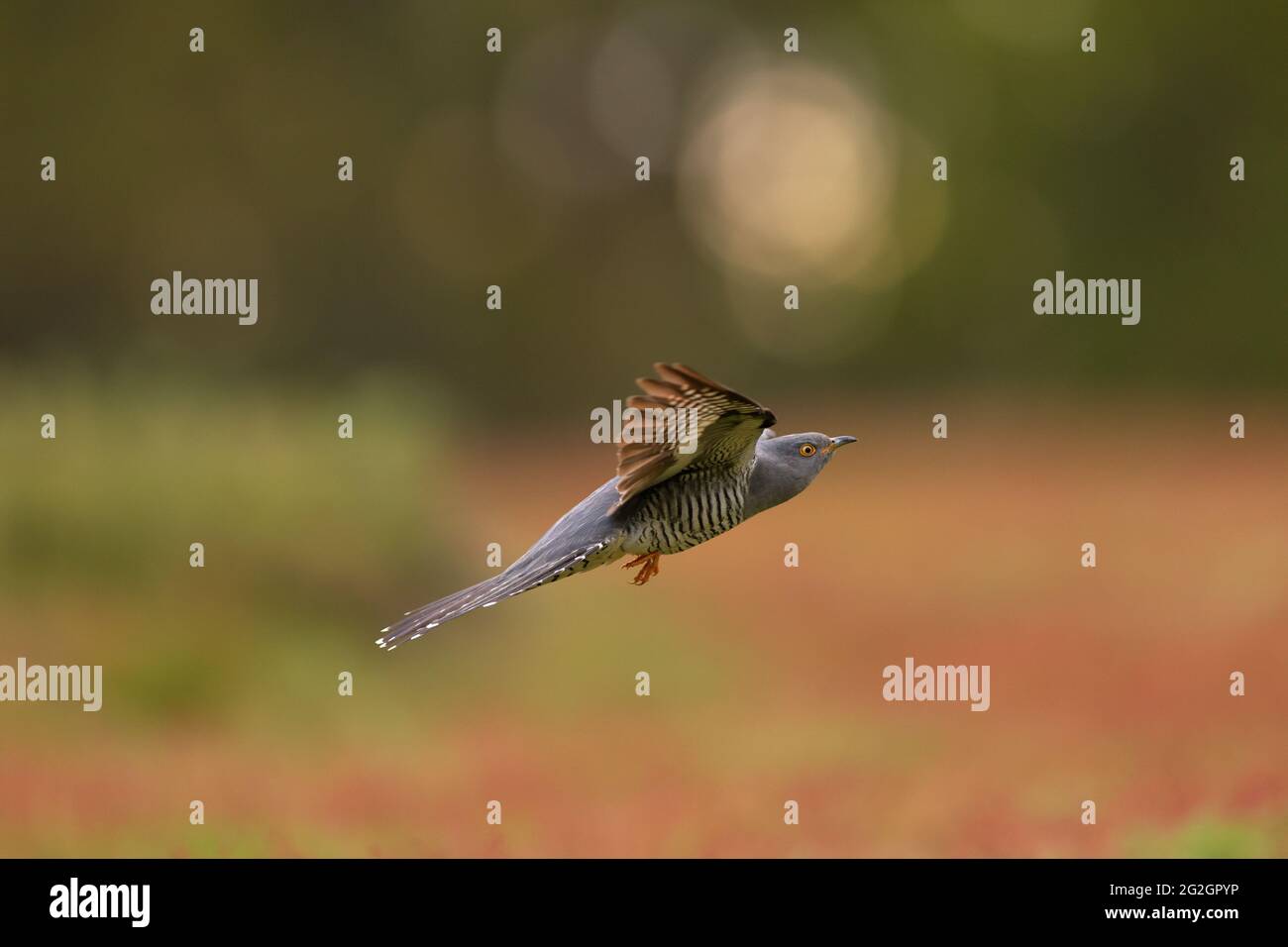 Il cuculo comune è un membro del cuculo ordine di uccelli, Cuculiformes, che include il roadrunners, l'anis e la coucals. Foto Stock