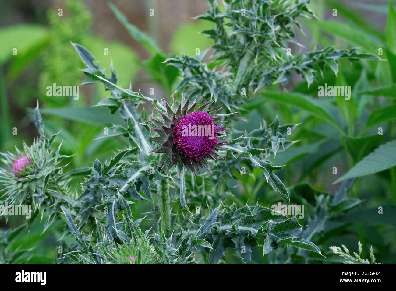Latte Thistle pianta, Silybum, Silymarin Foto Stock