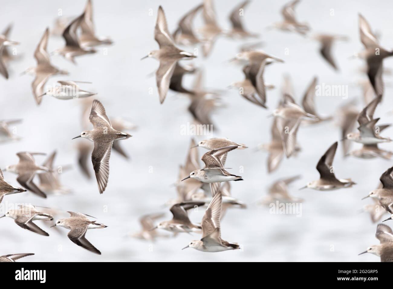Gregge di uccelli nel Golfo di Nicoya. Foto Stock