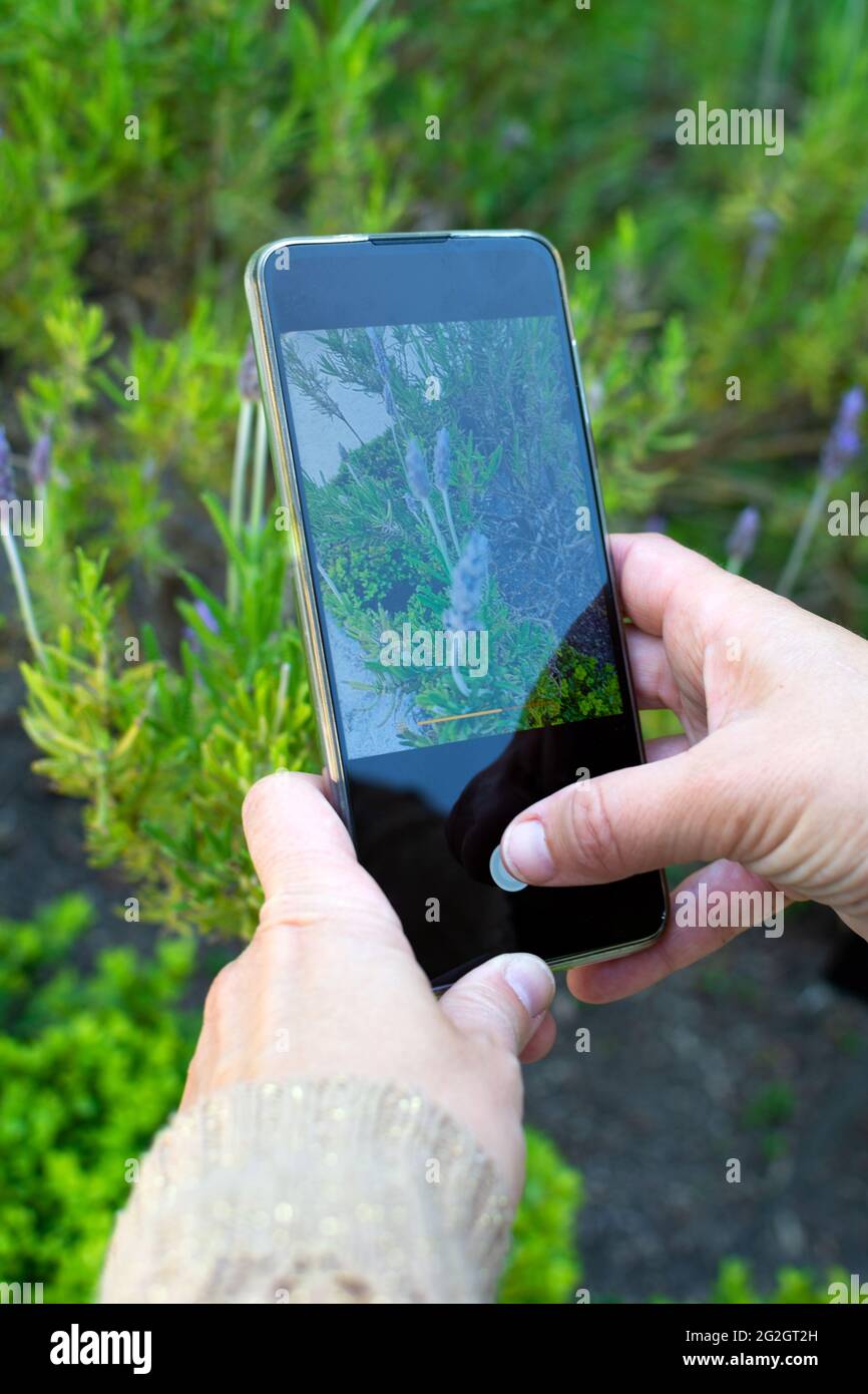 Le mani della donna con uno smartphone scattano una foto di alcuni fiori in un giardino. Sullo schermo è possibile vedere i dettagli di uno di questi fiori Foto Stock