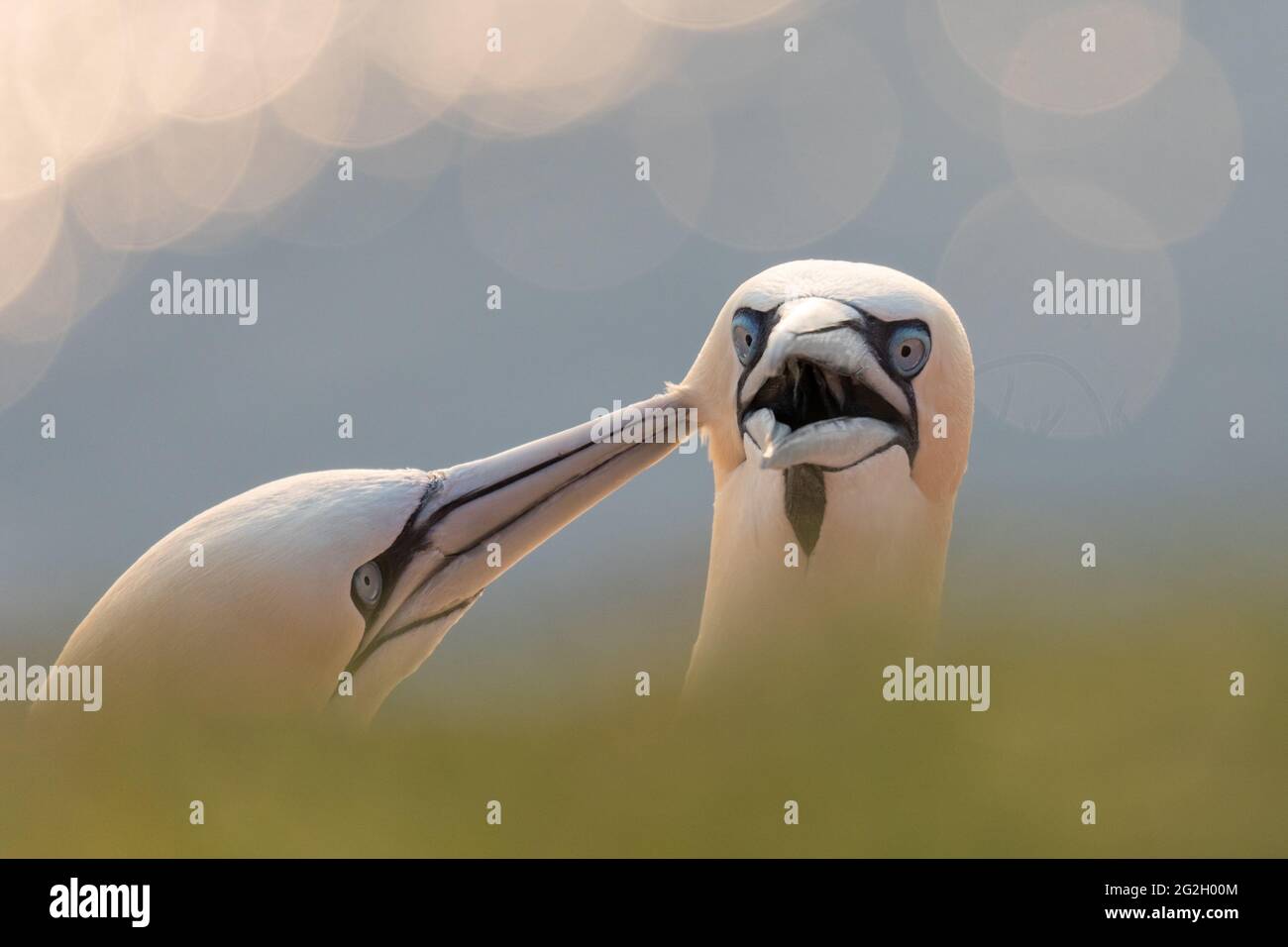 Gannet settentrionale su Heligoland. Foto Stock