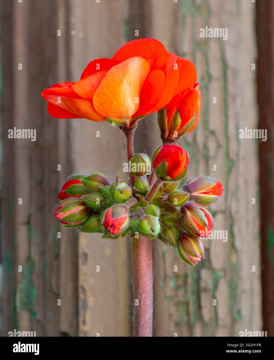 Germogli di Pelargonio rosso nel vaso dei fiori. Fiori di geranio primo piano. Macro. Dettaglio. Foto Stock