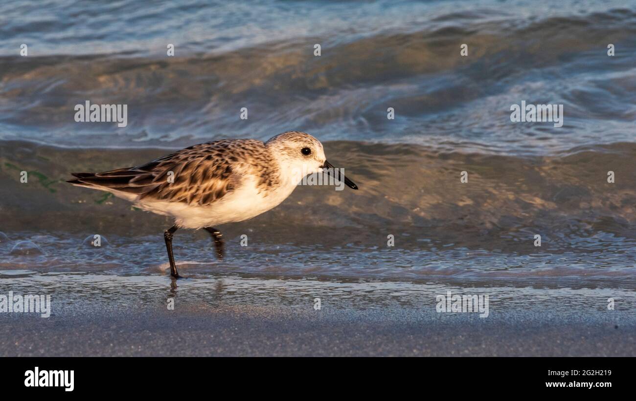 Un sandpiper cerca la cena al Gulf Island National Seashore il 10 giugno 2021. Foto Stock