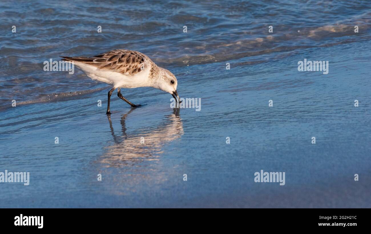 Un sandpiper cerca la cena al Gulf Island National Seashore il 10 giugno 2021. Foto Stock