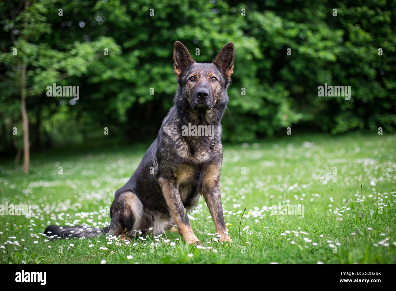 Pastore Tedesco cane (alsaziano) Foto Stock