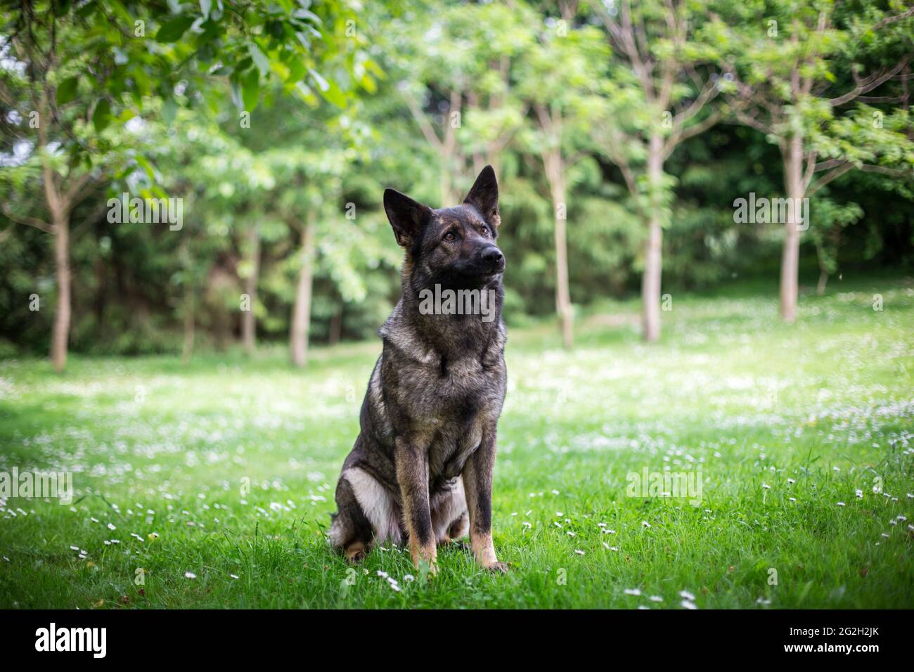 Pastore Tedesco cane (alsaziano) Foto Stock