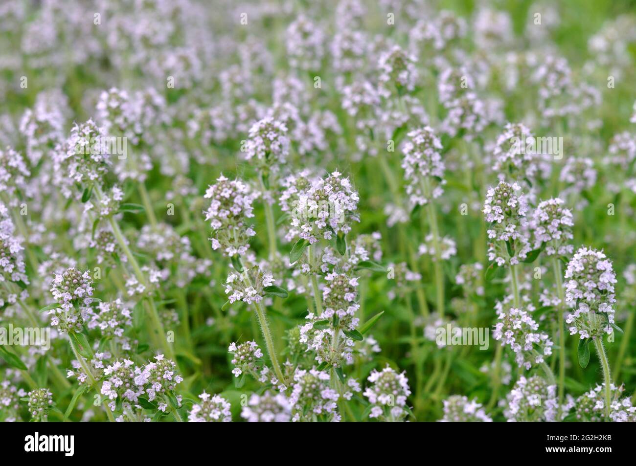 Primo piano di timo selvatico in fiore, fiori viola Foto Stock