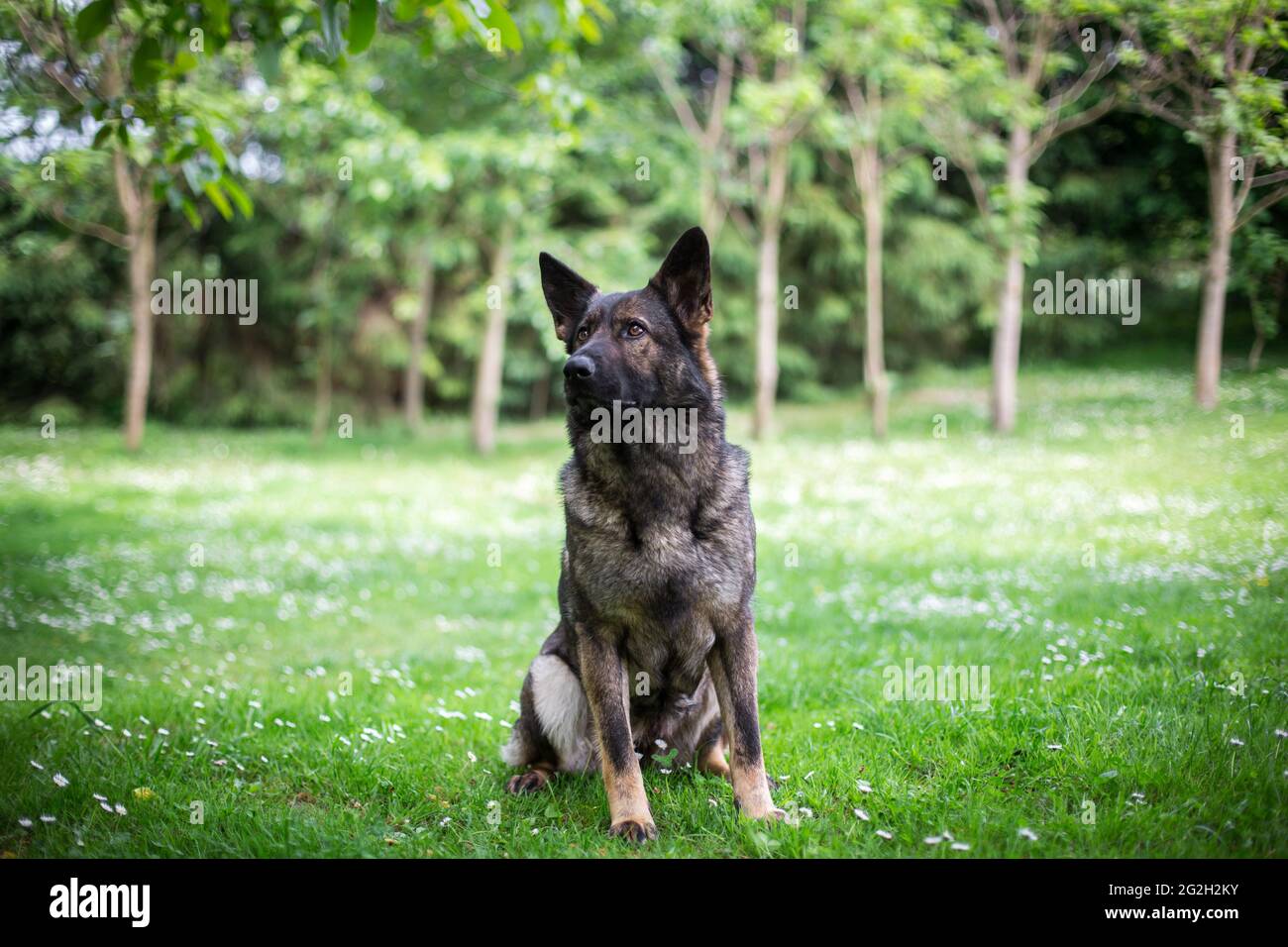 Pastore Tedesco cane (alsaziano) Foto Stock