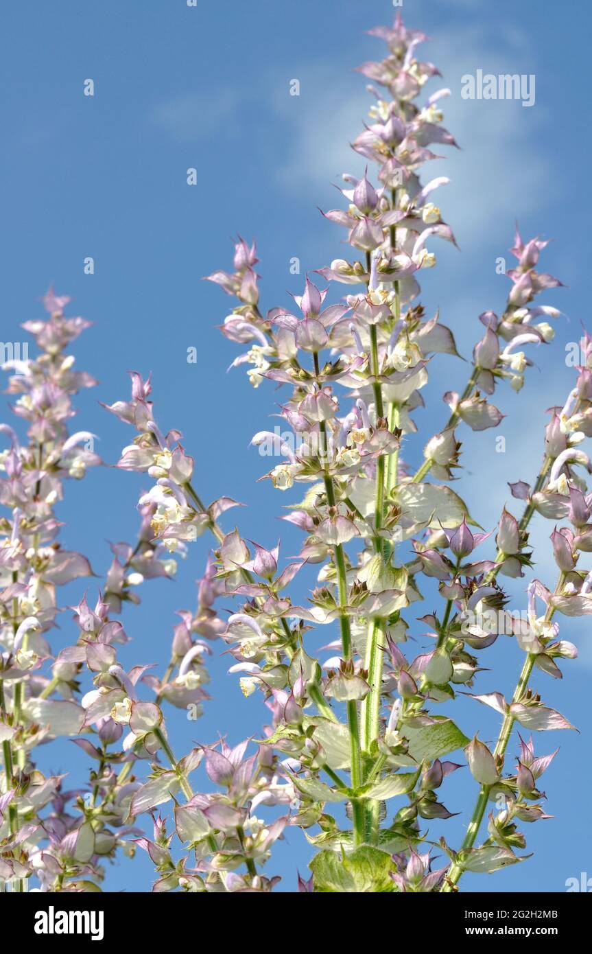 primo piano di piante di salvia di clary in giardino su sfondo blu cielo Foto Stock