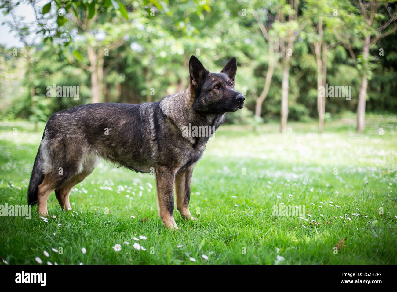 Pastore Tedesco cane (alsaziano) Foto Stock