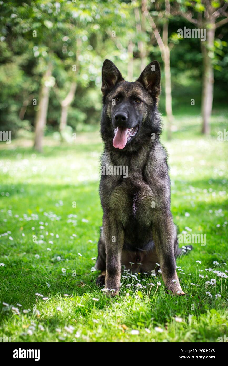 Giovane cane da pastore tedesco (alsaziano) Foto Stock
