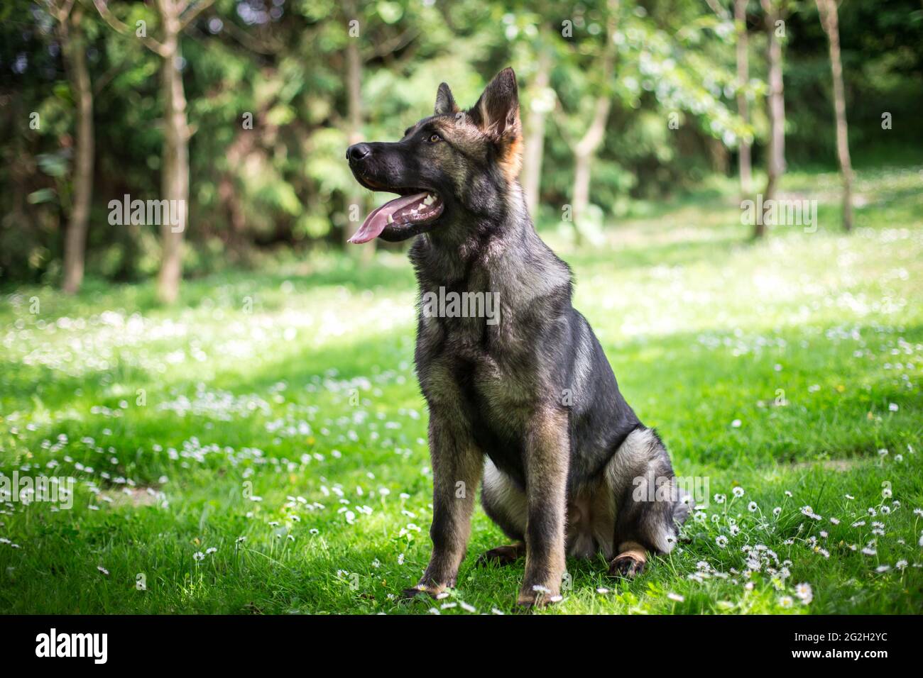 Giovane cane da pastore tedesco (alsaziano) Foto Stock