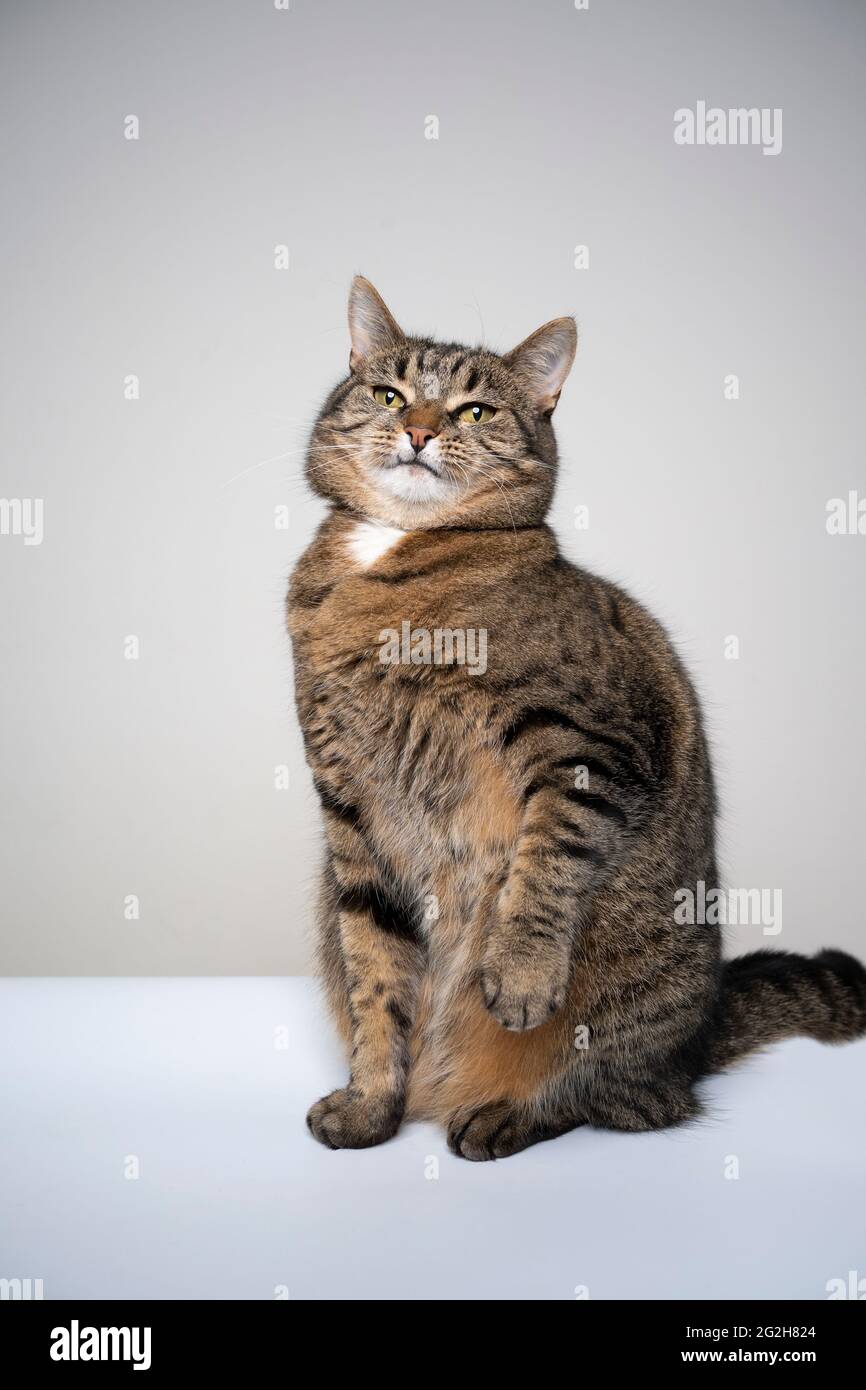 studio girato di un gatto tabby che guarda sospettoso rendere divertente faccia Foto Stock