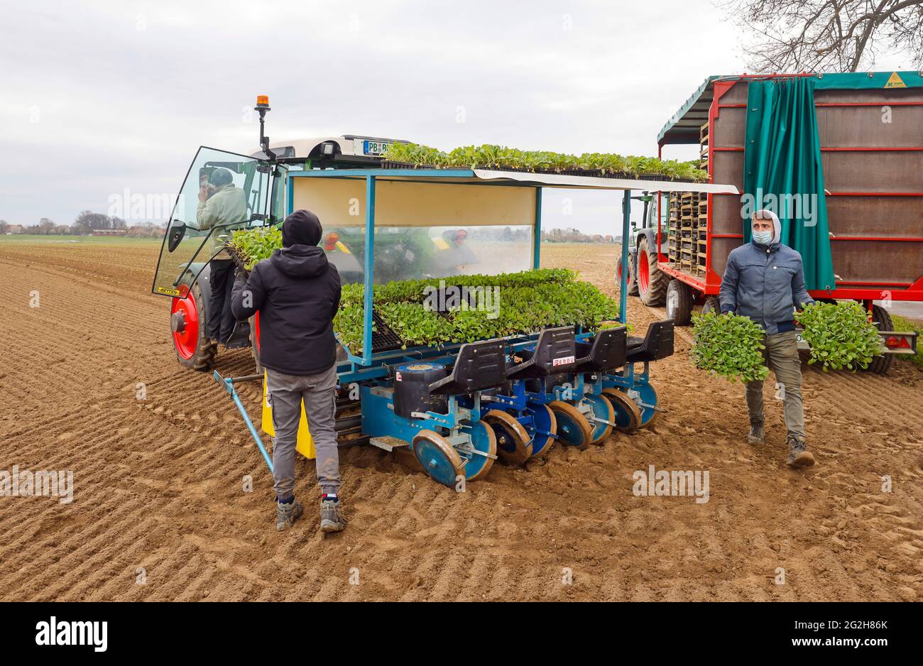 Welver, Soest District, Sauerland, Renania Settentrionale-Vestfalia, Germania - coltivazione di ortaggi, lavoratori sul campo su una piantatrice mettere le piante di cavolo bianco nel campo fresco coltivato. Foto Stock