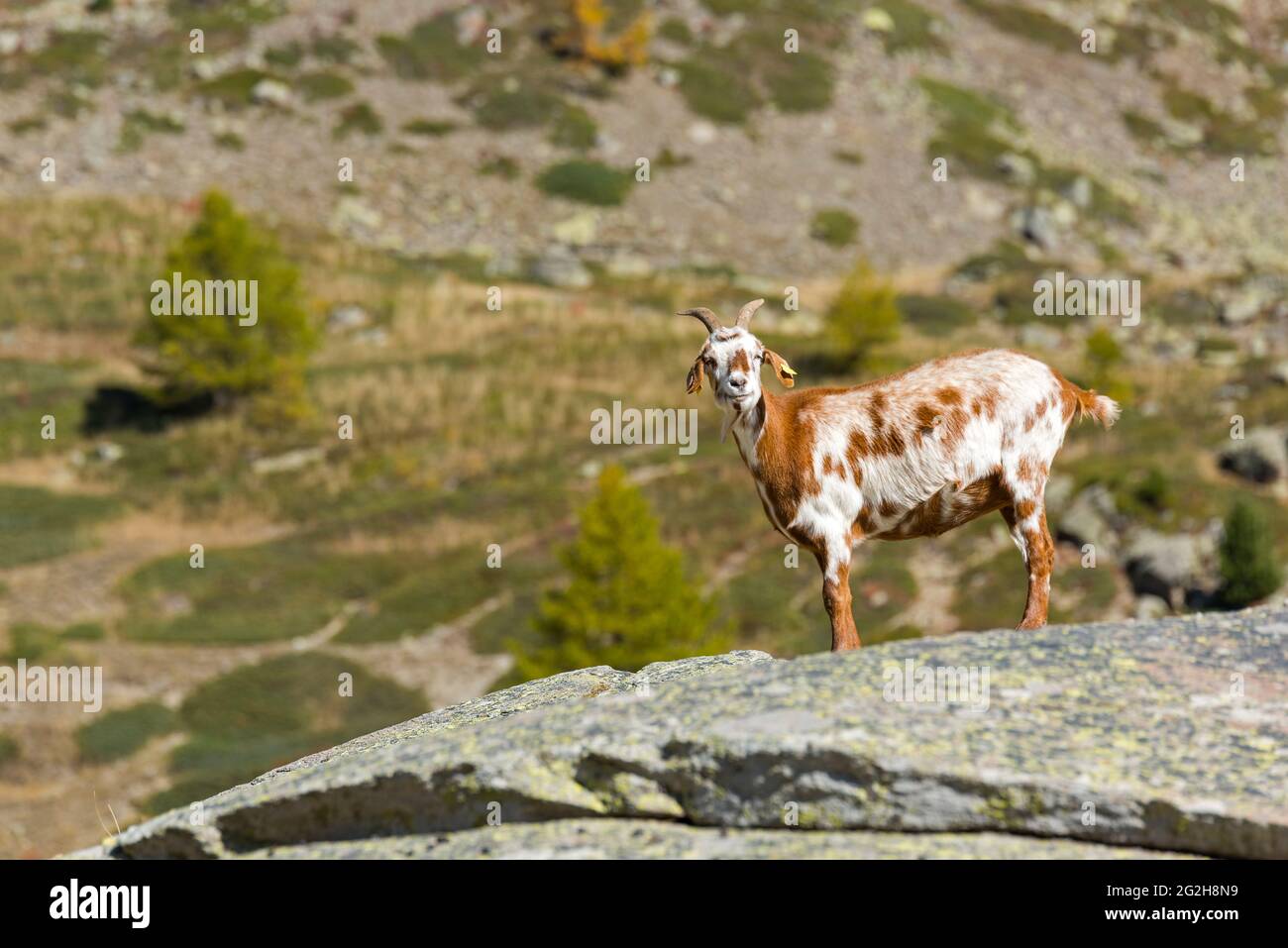 Capra nella Vallée de la Clarée vicino Névache, Francia, Provenza-Alpi-Côte Azzurra, DIP. Hautes-Alpes Foto Stock