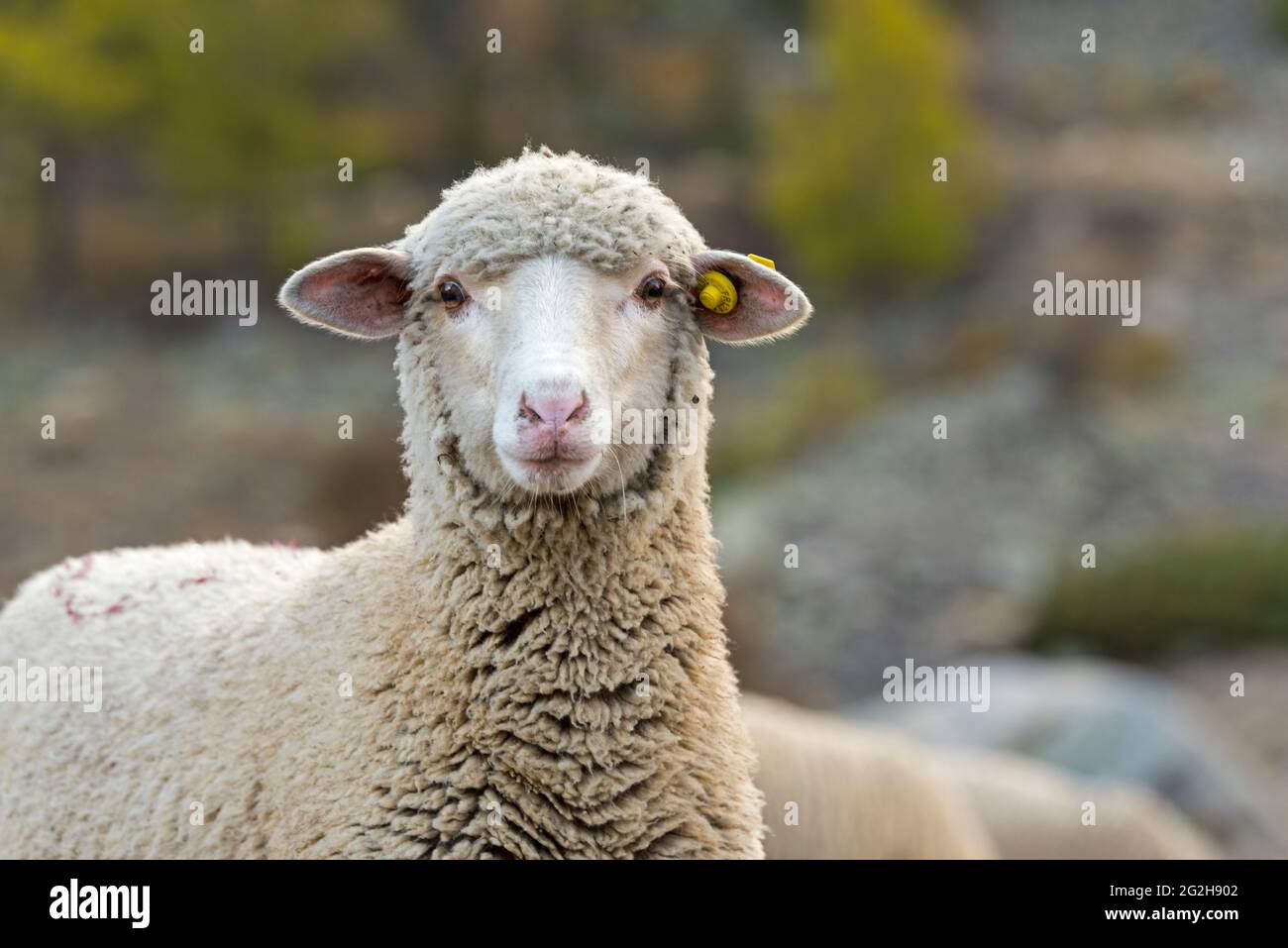 Pecore nella Vallée de la Clarée vicino Névache, Francia, Provenza-Alpi-Côte Azzurra, DIP. Hautes-Alpes Foto Stock