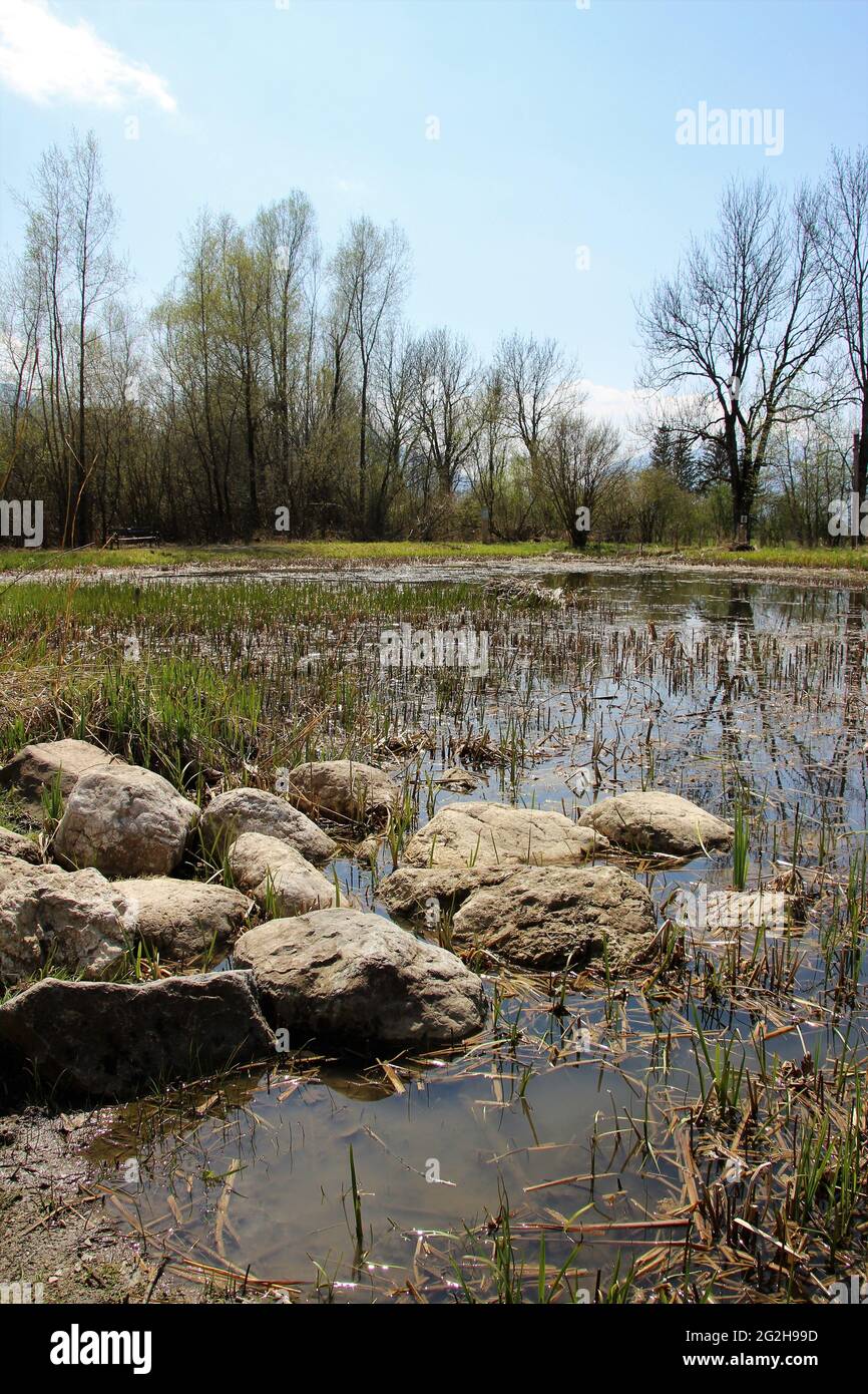 Lago di Moor nel centro per l'ambiente e la cultura a Benediktbeuern, primavera, canne, pietre. Alta Baviera, Baviera, Germania meridionale, Germania Foto Stock