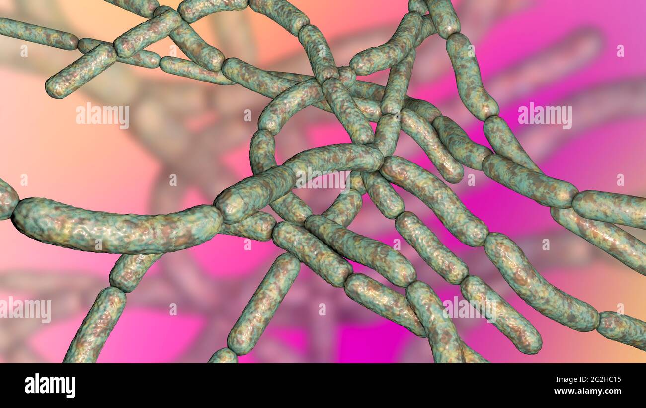 Batteri antrace, illustrazione Foto Stock