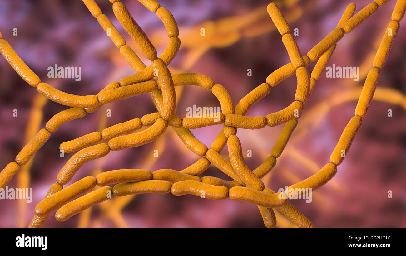 Batteri antrace, illustrazione Foto Stock