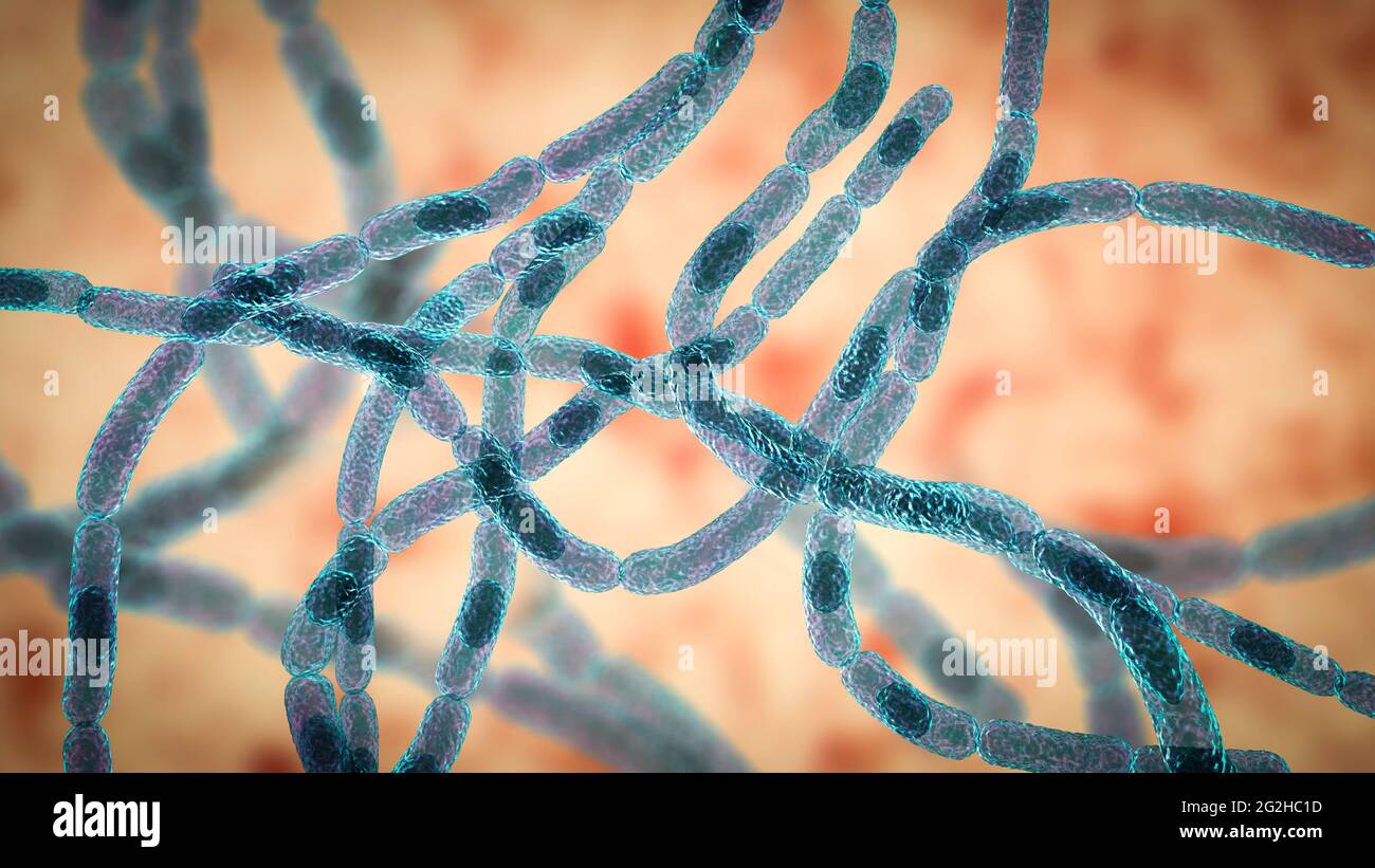 Batteri antrace, illustrazione Foto Stock