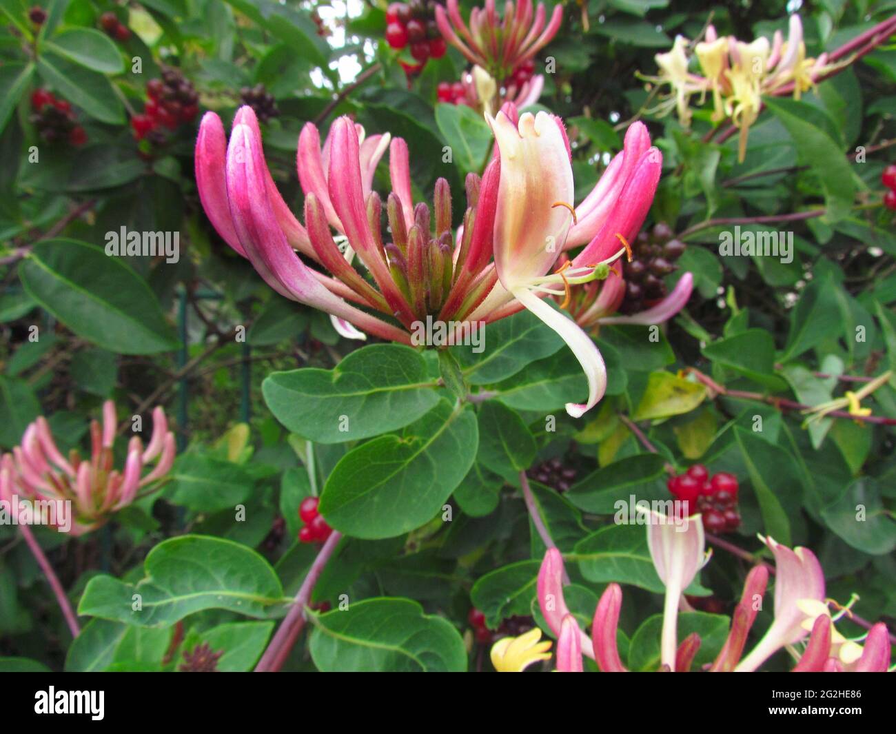 Lonicera caprifolium, legno italiano, latticello di miele perfoliato, latticello di miele di capra, latticello di miele italiano, primo piano in fiore Foto Stock