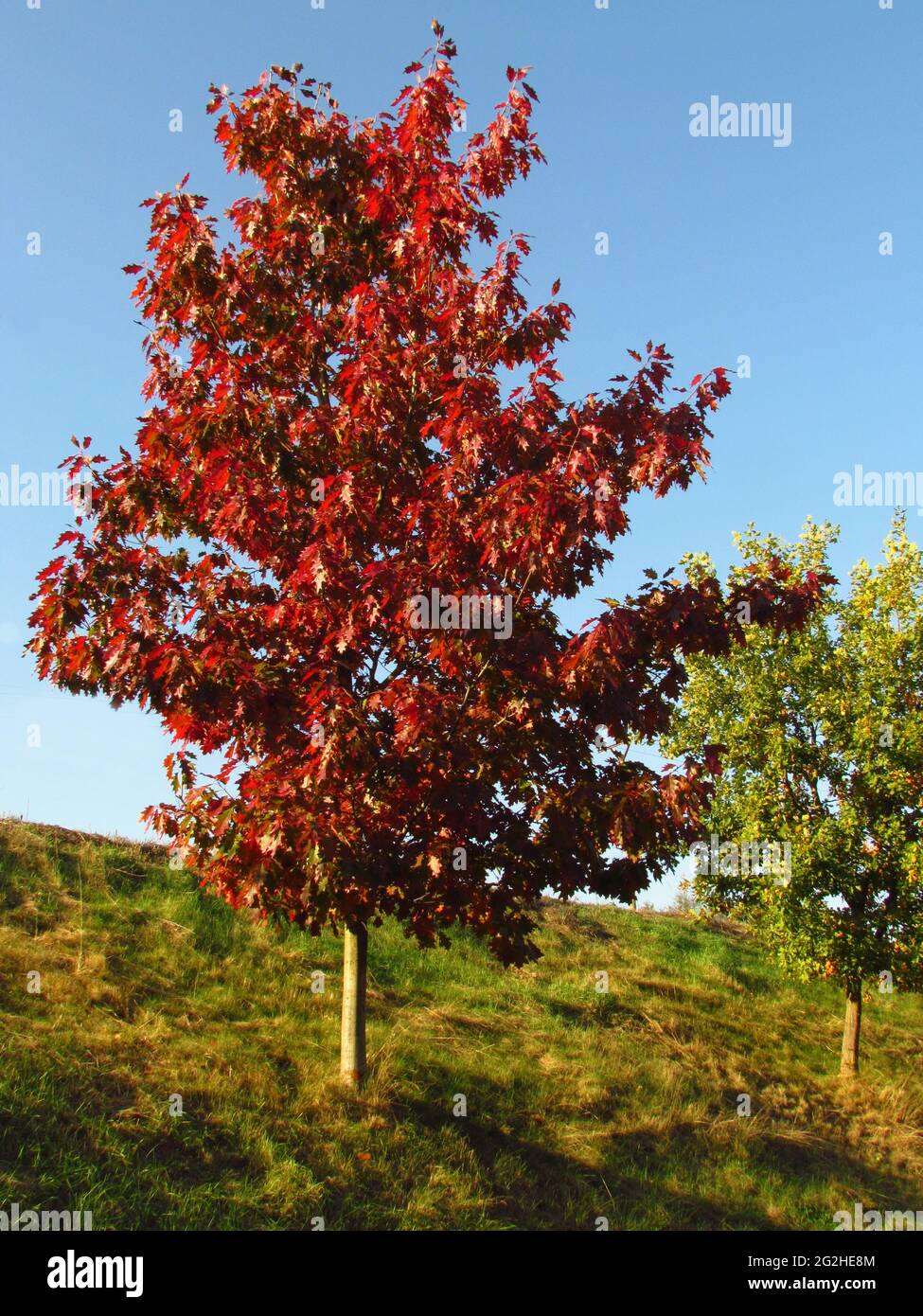 Giovane quercia con foglie rosse sulla collina Quercus rubra, paesaggio autunnale con contrasti di colore Foto Stock