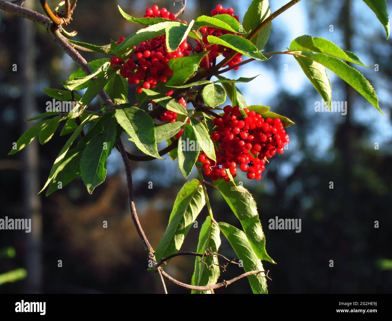 Sambucus racemosa, sambuco rosso, sambuco rosso, bacche rosse mature su un  ramo, primo piano con sfondo sfocato Foto stock - Alamy