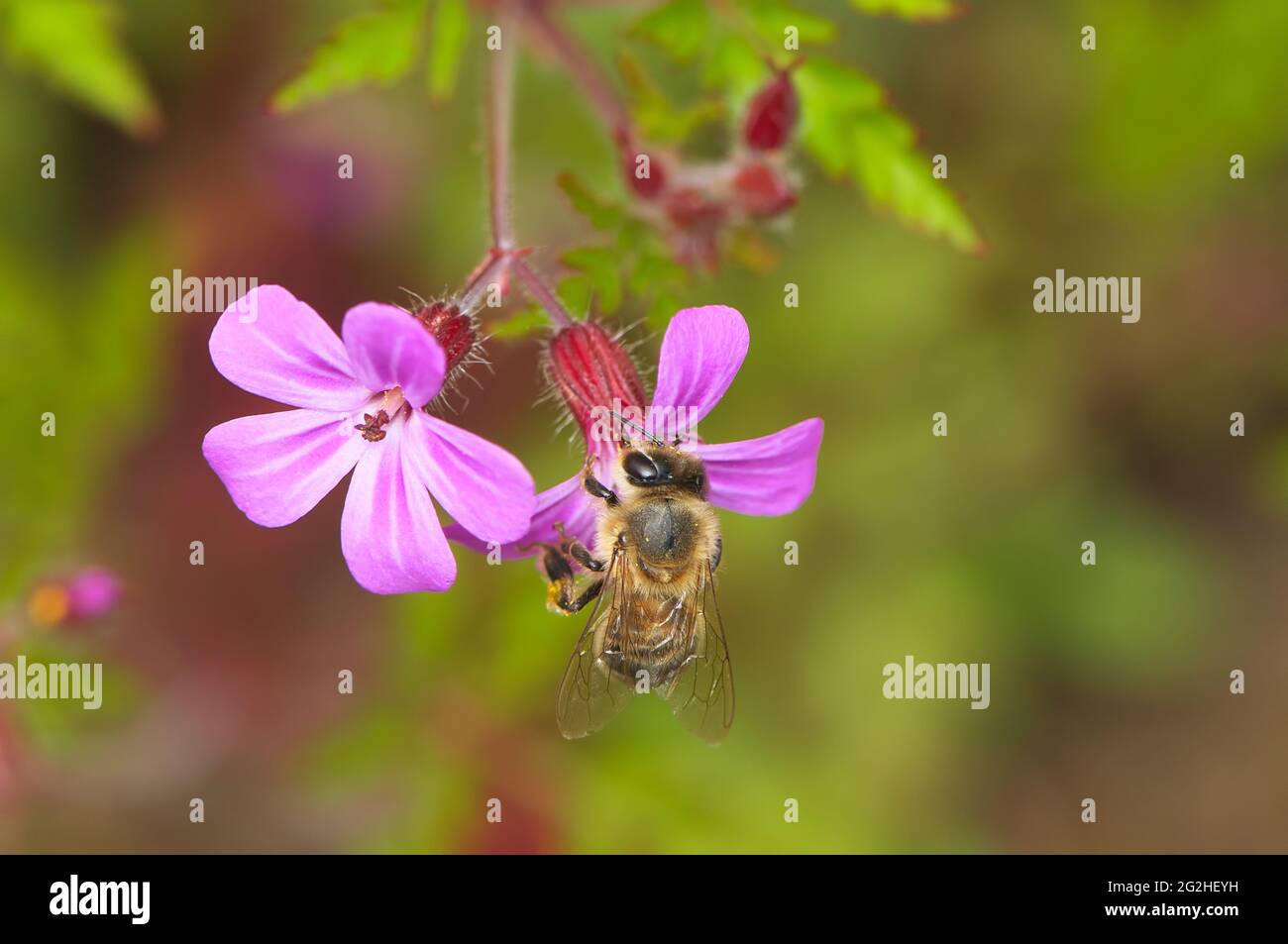 Honeybee (API) che raccoglie il polline da un fiore rosa di Robert Erba (geranio robertianum). Foto Stock