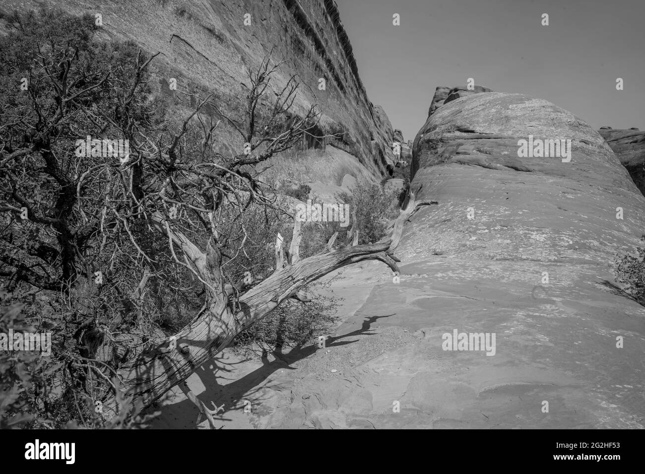 L'avventura attende i turisti, gli escursionisti e gli amanti del brivido nel Devils Garden, uno dei luoghi più importanti del parco. Qui troverete archi, guglie e una grande concentrazione di strette pareti rocciose chiamate "pinne". Le pinne infine erodono e danno il posto alla formazione di archi come l'Arco del Paesaggio, il gioiello della corona del Giardino dei Diavoli. Foto Stock