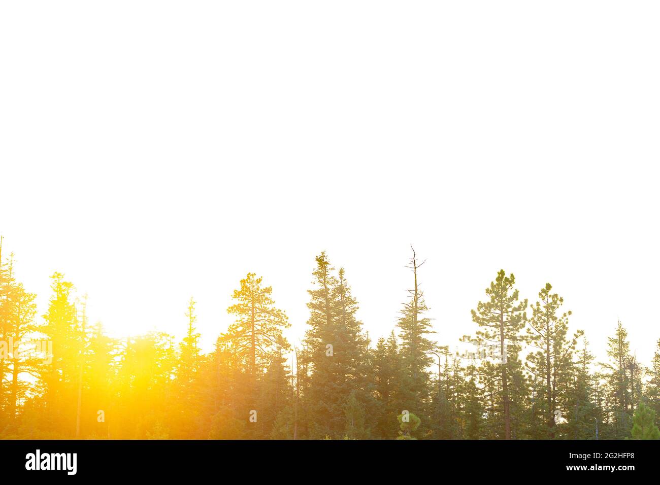 High Key Shot del tramonto tra gli alberi sul retro di Natural Bridge, un imponente arco di 85 piedi di roccia rossa scolpito da sedimentarie rocce rosse da forze geologiche nel corso di milioni di anni. Bryce Canyon National Park, Utah, Stati Uniti Foto Stock