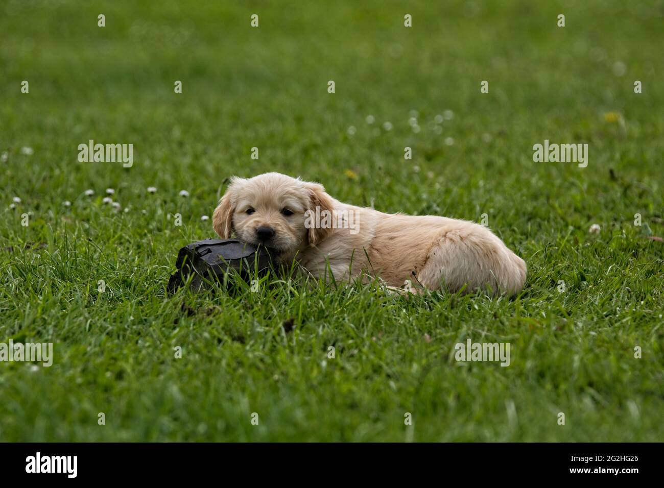 Golden Retriever cuccioli giocando in un verde erba feild. Foto Stock