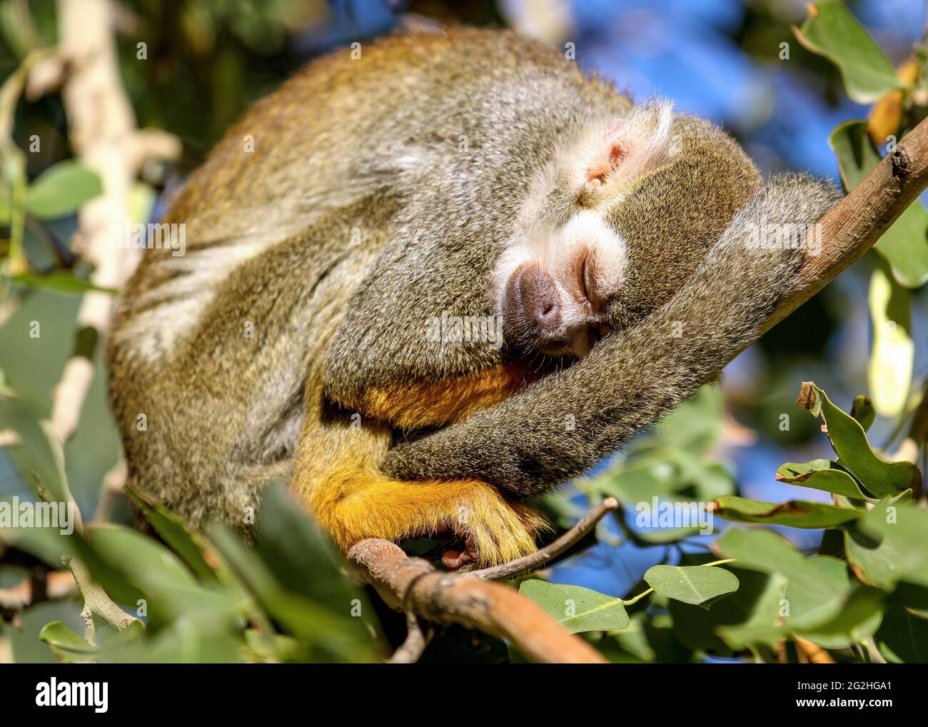 La scimmia scoiattolo dorme pacificamente su un ramo di albero al sole con la coda arricciata intorno al corpo Foto Stock