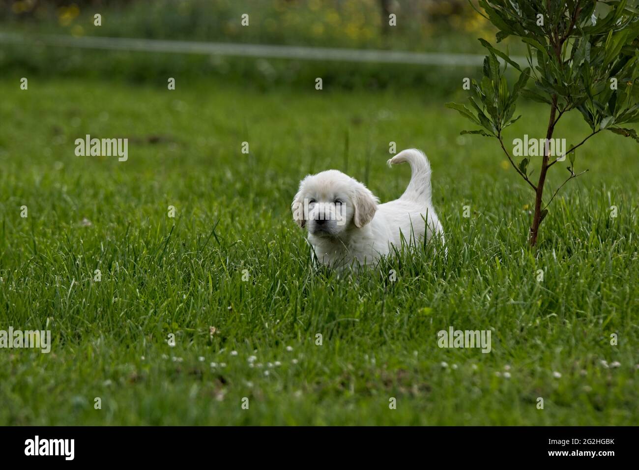 Golden Retriever cuccioli giocando in un verde erba feild. Foto Stock