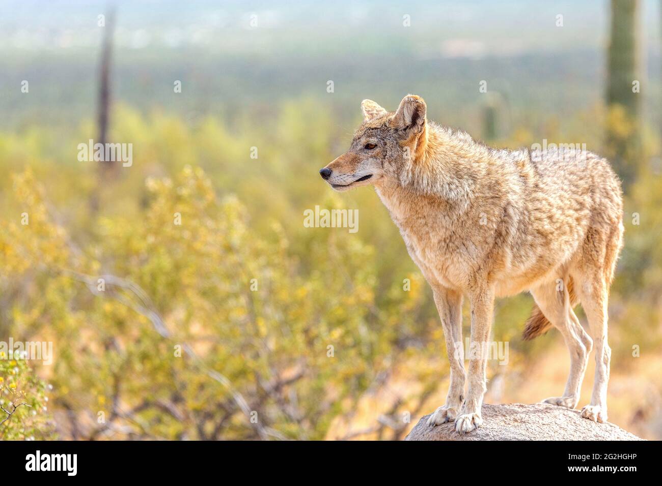 Coyote del deserto che Survey il suo territorio in piedi su una roccia nel deserto selvaggio di sonora. Coyote circondato da setole gialle Bush Fiori sotto il luminoso Foto Stock