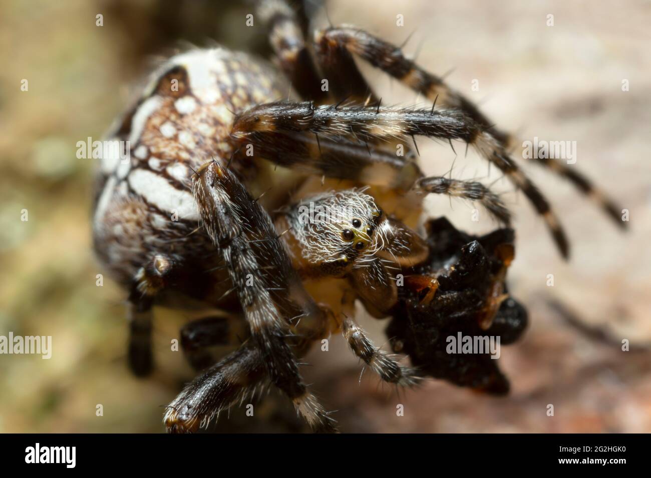Ragno da giardino europeo, Araneus diadematus alimentazione su insetto catturato, macro foto Foto Stock