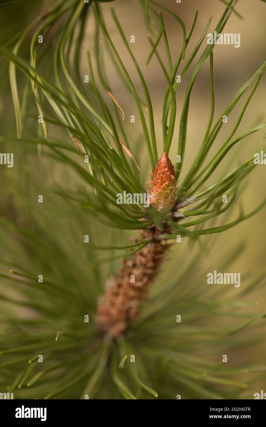 Nuovo cono di pino che cresce, sfondo naturale sfocato Foto Stock