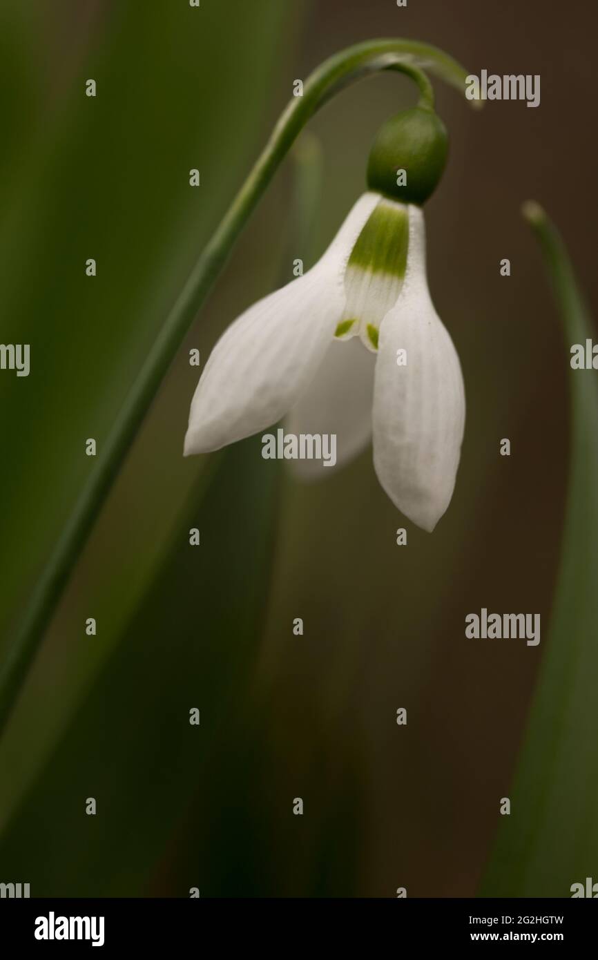 Snowdrop, Galanthus, primo piano, sfondo naturale scuro e sfocato Foto Stock