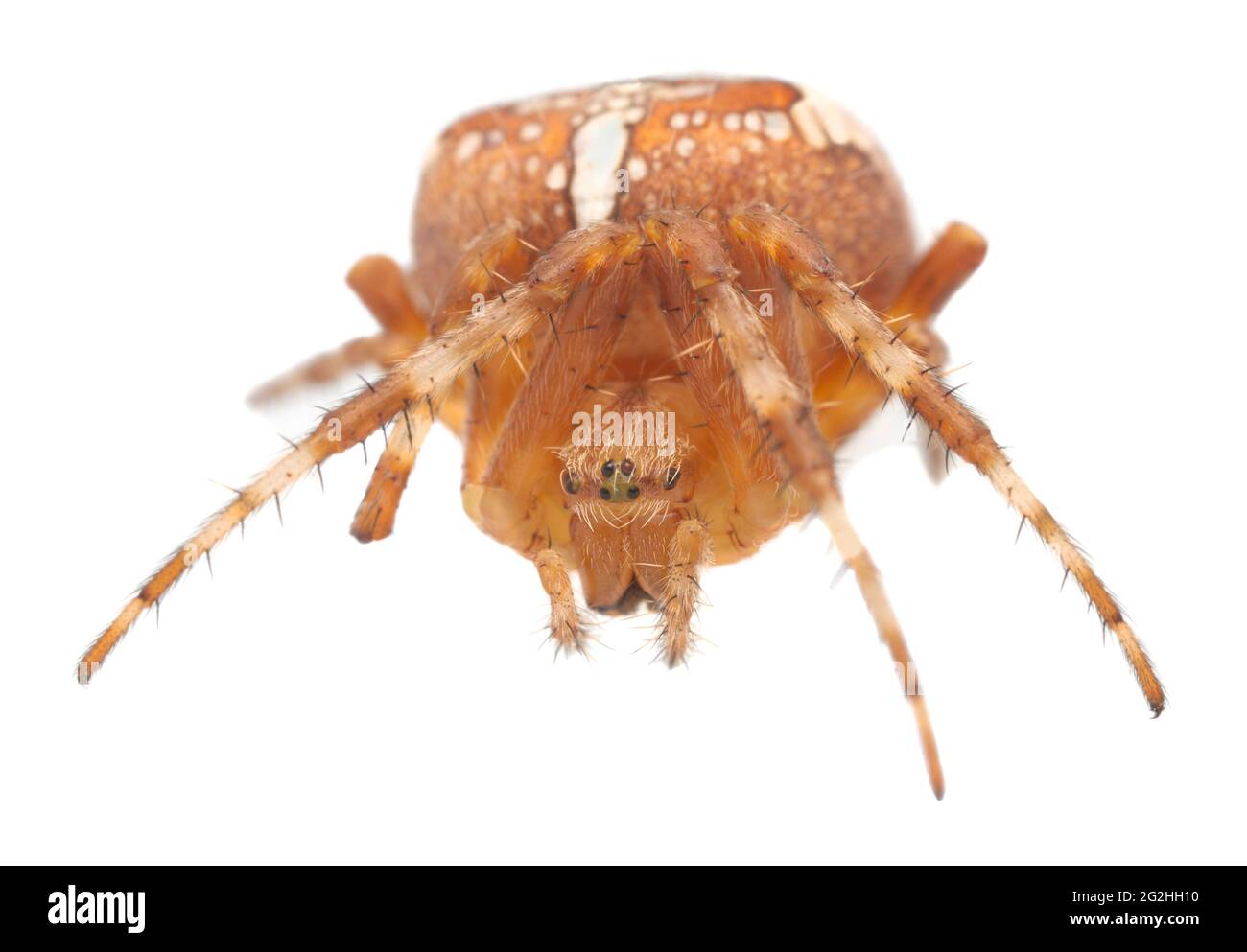 Croce ragno, Araneus diadematus isolato su sfondo bianco Foto Stock