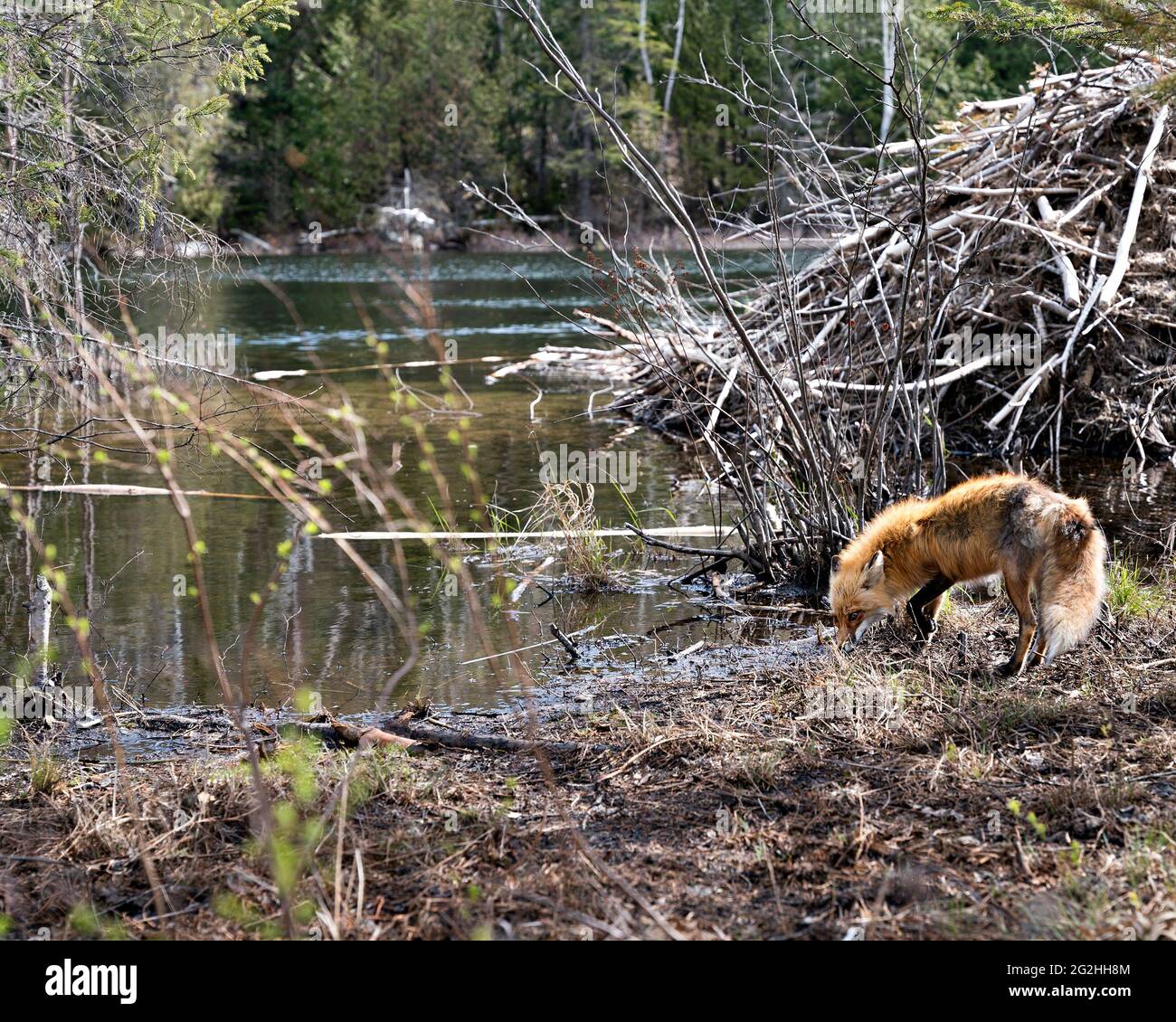 Volpe rossa da un rifugio di castori acqua potabile con acqua e alberi di conifere foresta sfondo nel suo habitat e ambiente. Immagine FOX. Immagine. Foto Stock